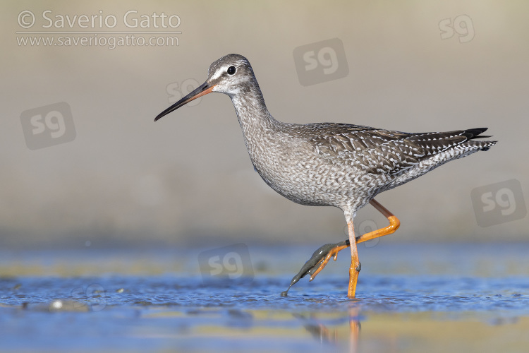 Spotted Redshank, side view of a juvenile standing in the water
