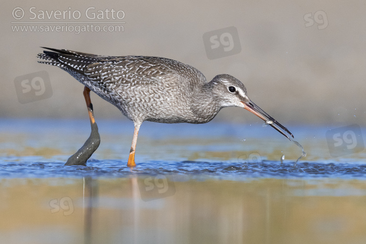 Spotted Redshank, juvenile catching small fish in a pond