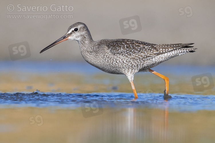 Spotted Redshank, side view of a juvenile standing in the water