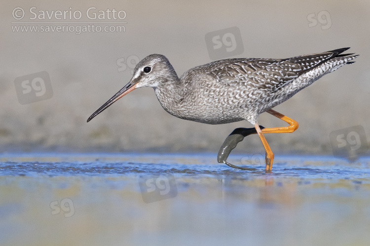 Spotted Redshank, side view of a juvenila walking in a pond