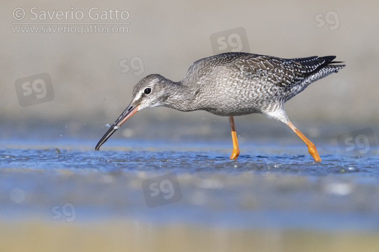 Spotted Redshank, side view of a juvenile catching small fish in a pond