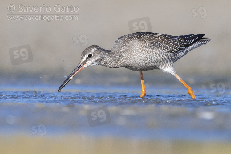 Spotted Redshank