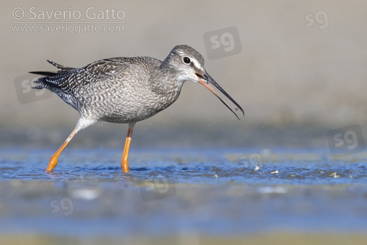 Spotted Redshank, juvenile catching small fish in a pond