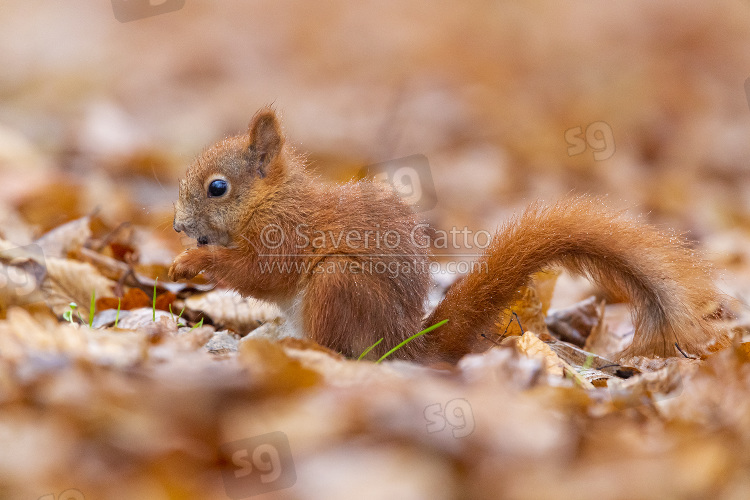 Red Squirrel, side view of a juvenile eating seeds on the ground