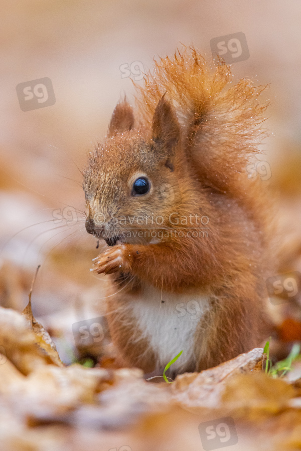 Red Squirrel, juvenile eating seeds on the ground