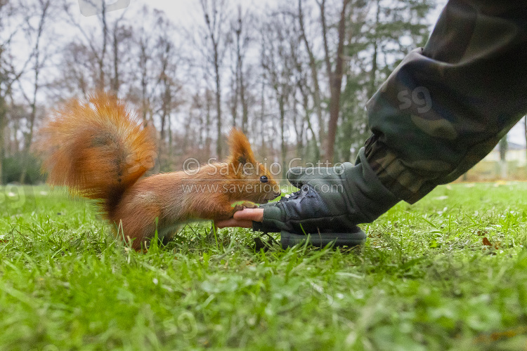 Red Squirrel, adult taking seeds from a man's hand