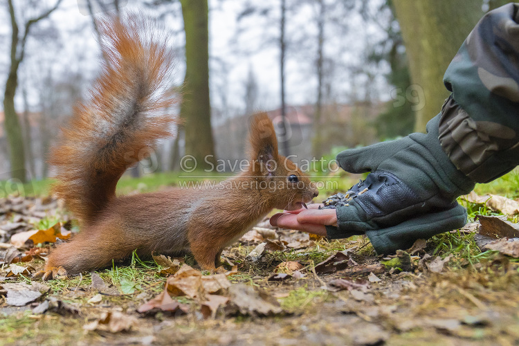 Red Squirrel, side view of an adult taking seeds from a man's hand