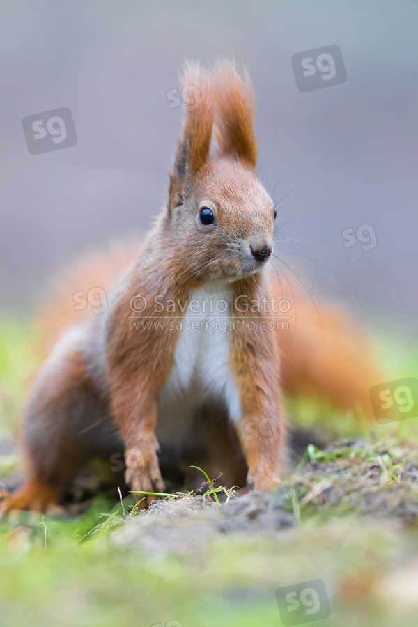 Red Squirrel, adult standing on the ground