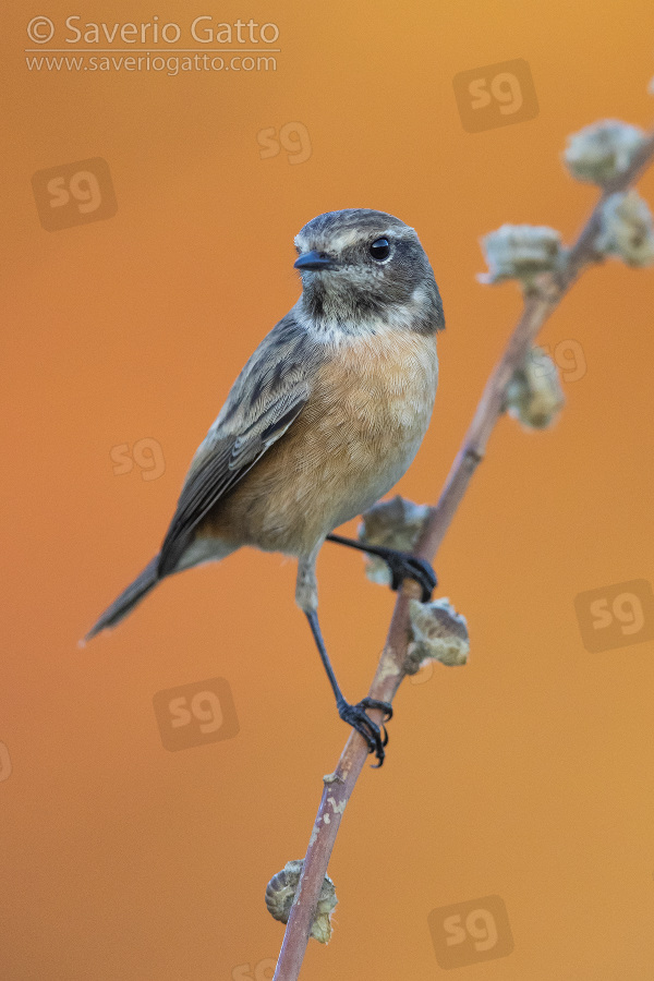 European Stonechat