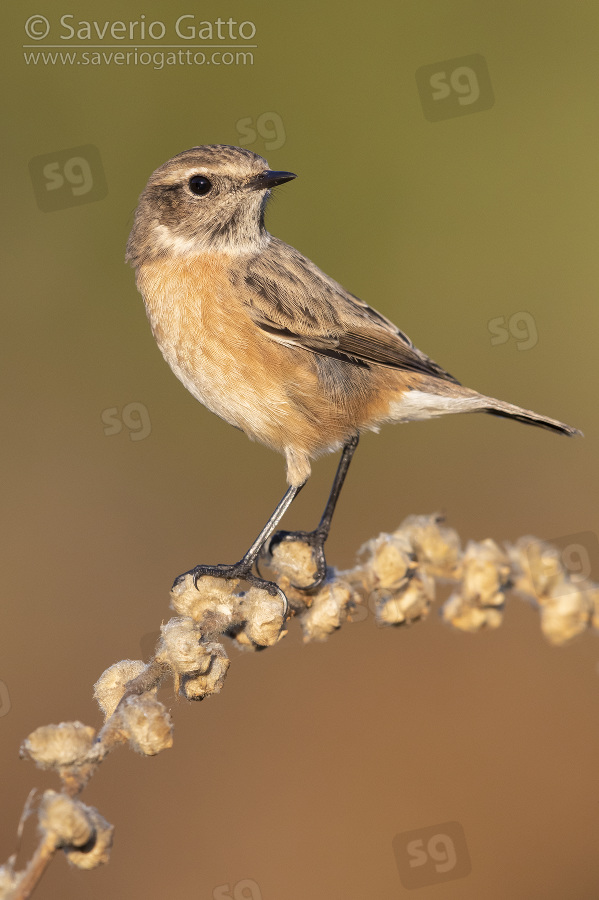 European Stonechat, side view of an adult female perched on a stem