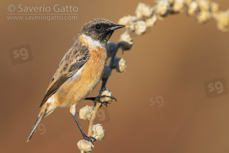 European Stonechat, side view of an adult male perched on a stem