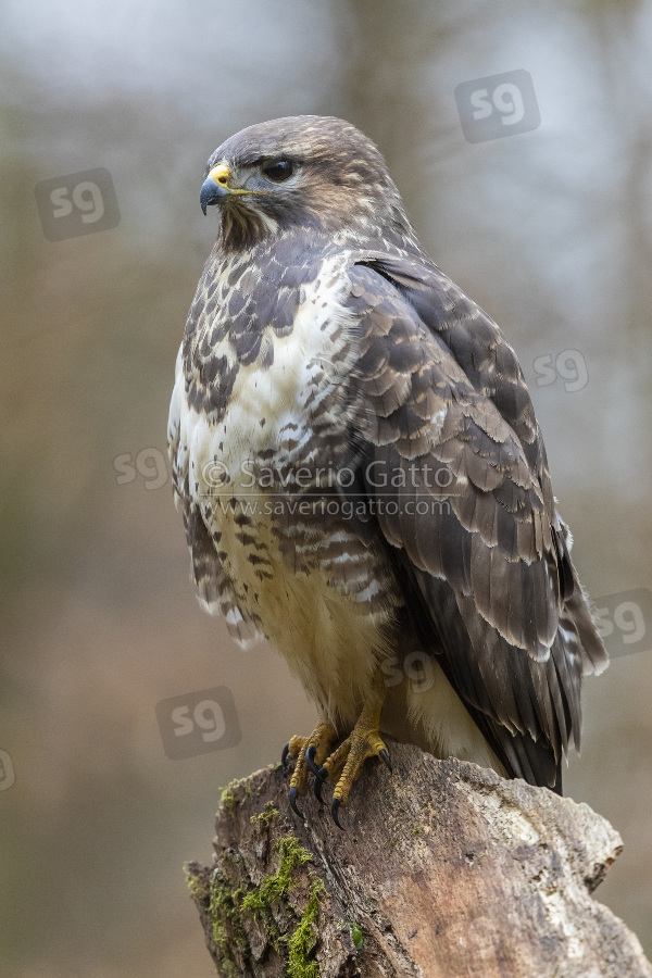 Common Buzzard, adult perched on an old trunk