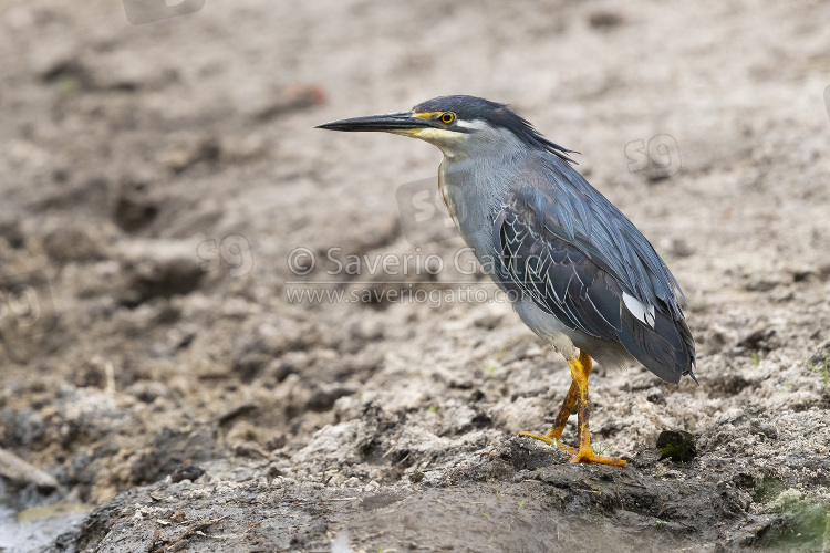 Striated Heron, adult standing on the ground