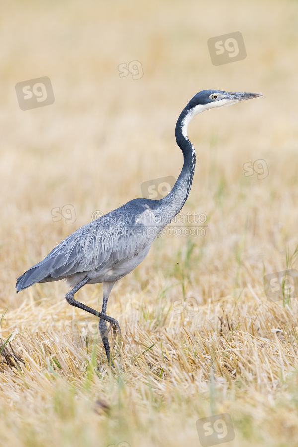 Black-headed Heron, side view of an adult walking in a wheat field