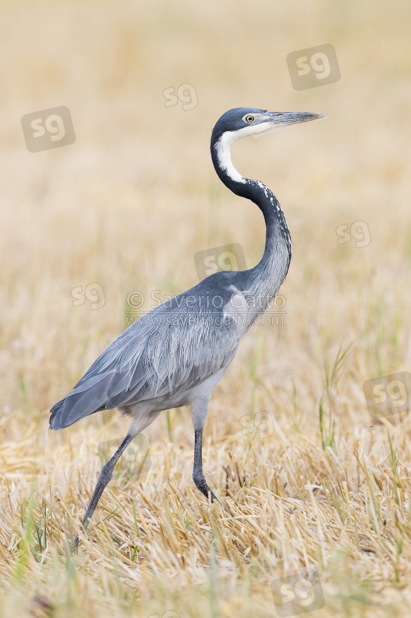 Black-headed Heron, side view of an adult walking in a wheat field