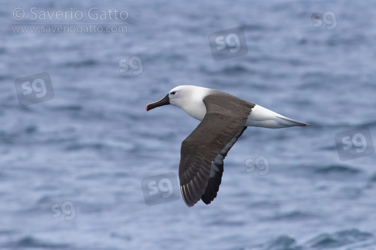 Albatros beccogiallo dell'Atlantico, adulto in volo sul mare