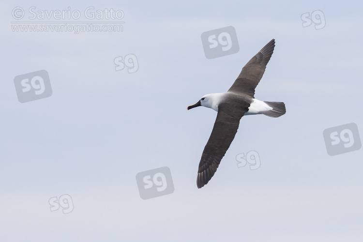Atlantic Yellow-nosed Albatross, adult in flight showing upperparts