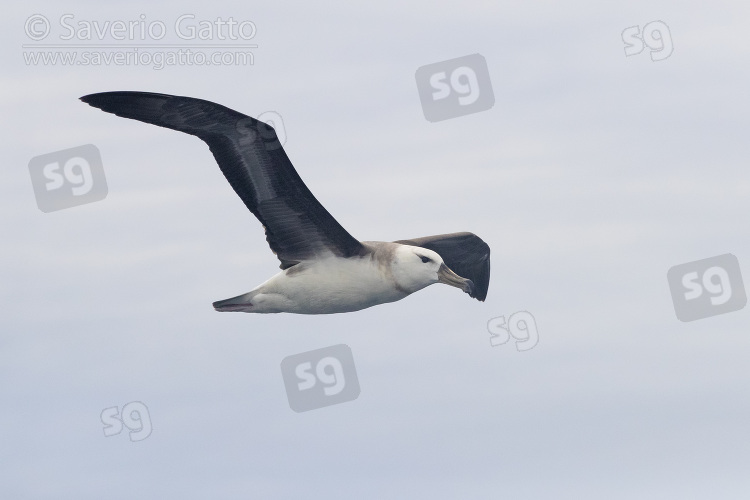 Albatros sopracciglineri