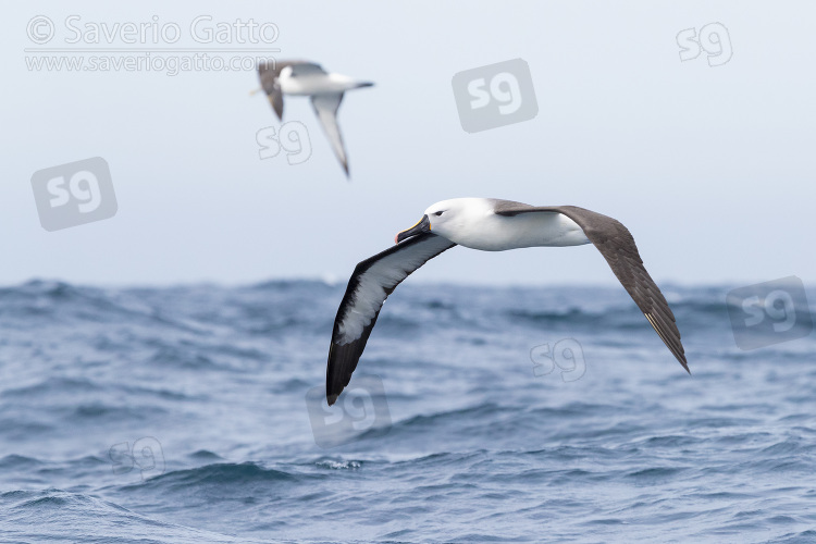 Indian Yellow-nosed Albatross, adult in flight