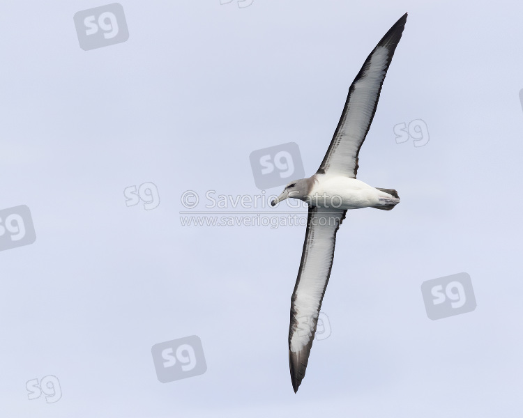 Shy Albatross, juvenile in flight seen from below