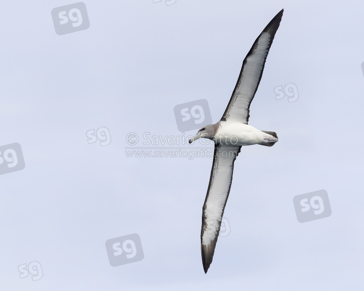 Albatros cauto, giovane in volo