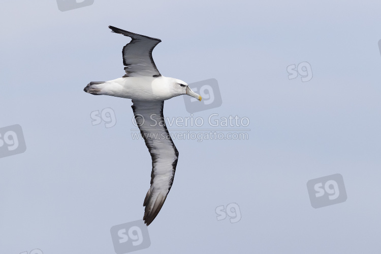 Shy Albatross, adult in flight seen from below