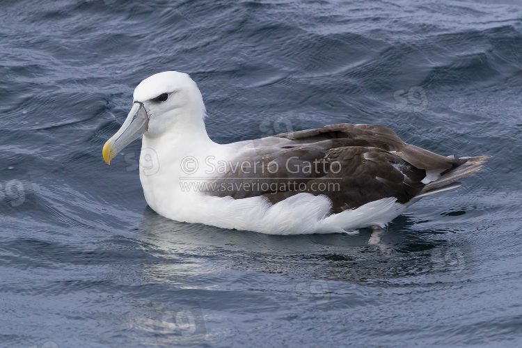 Albatros cauto, immaturo posato sull'acqua