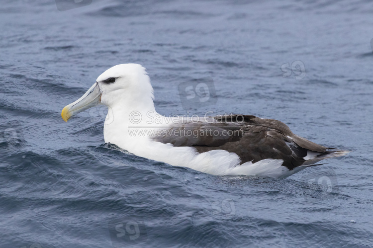 Albatros cauto, immaturo posato sull'acqua