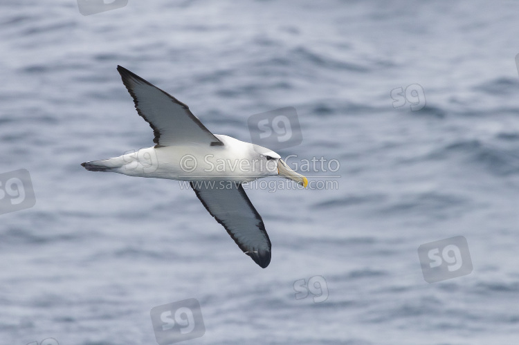 Shy Albatross, adult in flight seen from the side