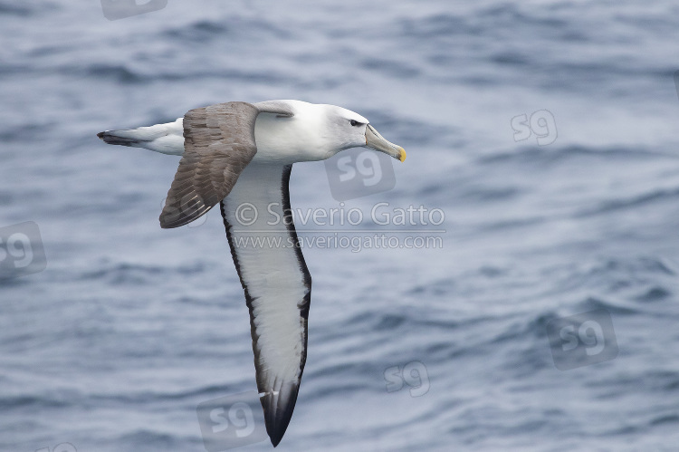 Shy Albatross, adult in flight seen from the side
