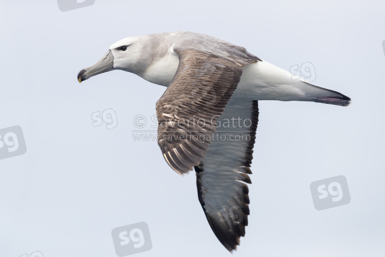 Shy Albatross, side view of a juvenile in flight