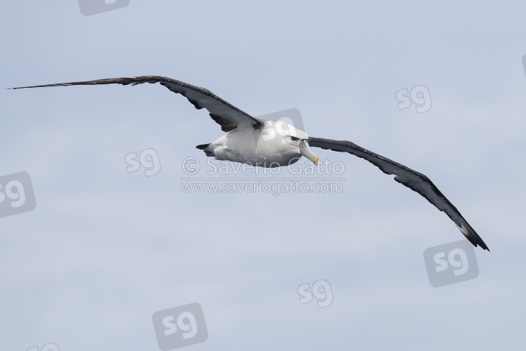 Shy Albatross, front view of an immature in flight