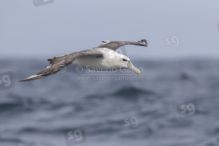 Shy Albatross