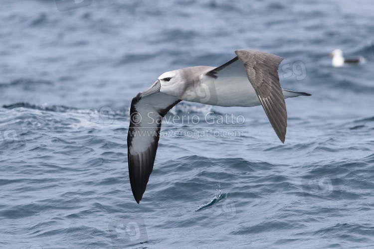 Albatros cauto, giovane in volo sul mare