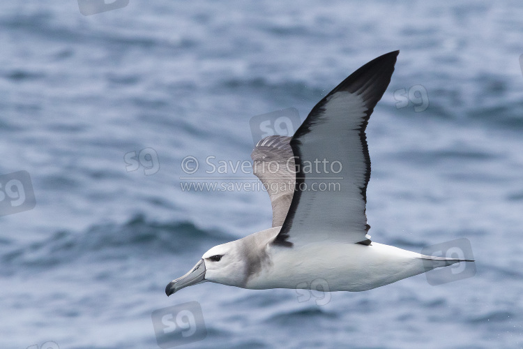 Shy Albatross, side view of a juvenile in flight