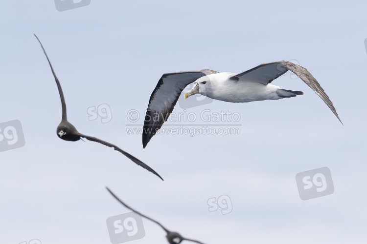 Shy Albatross, side view of an adult in flight