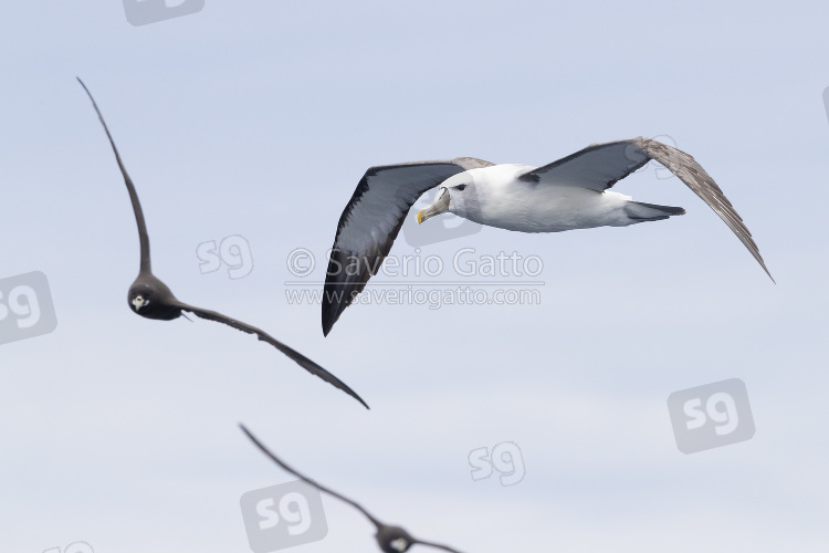 Shy Albatross