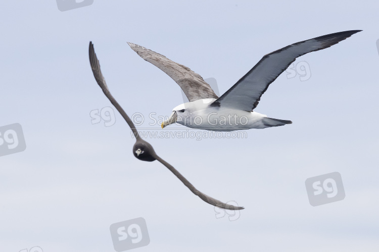 Shy Albatross, side view of an adult in flight