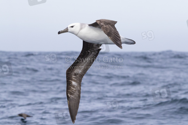 Black-browed Albatross, juvenile in flight