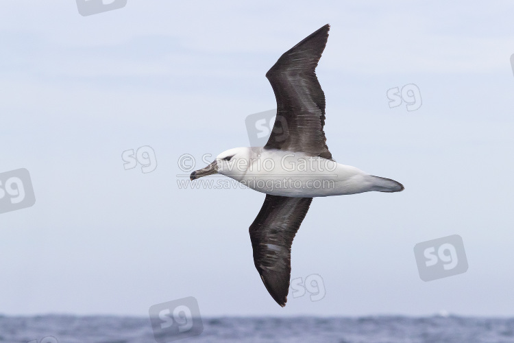 Black-browed Albatross, juvenile in flight