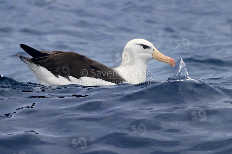 Black-browed Albatross, adult swimming in the sea