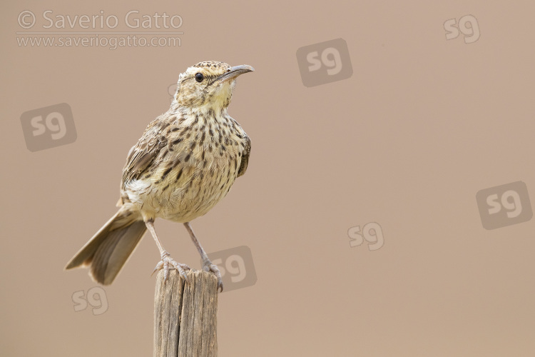 Agulhas Long-billed Lark