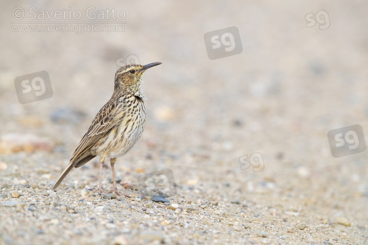 Agulhas Long-billed Lark