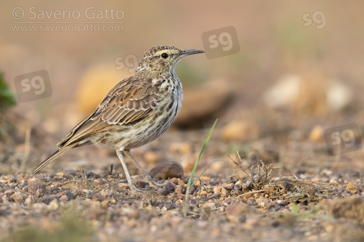 Agulhas Long-billed Lark