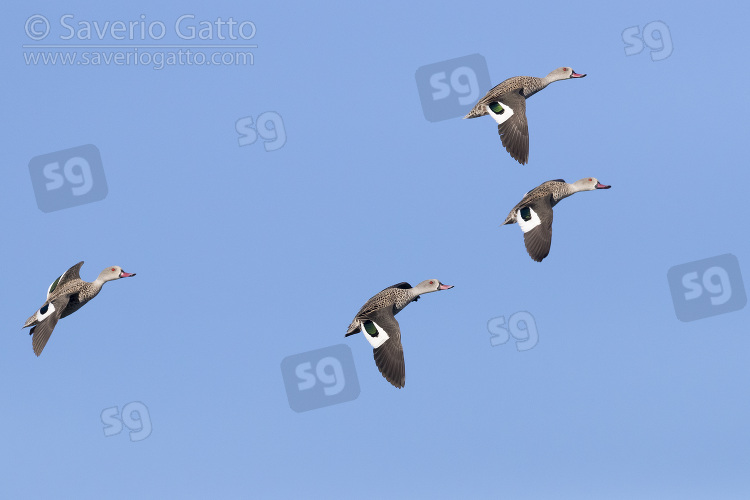 Alzavola del Capo, piccolo gruppo in volo