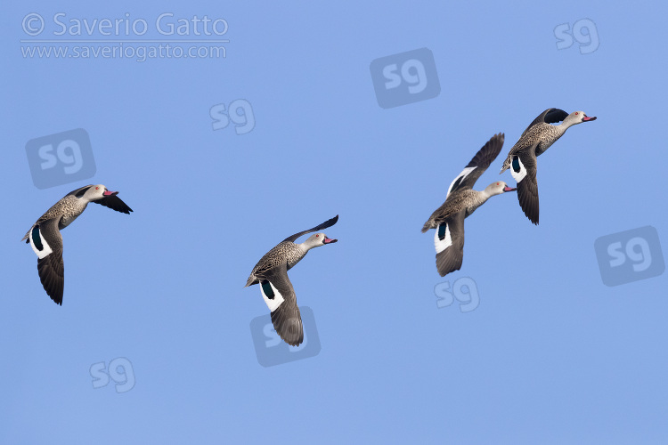 Cape Teal, small flock in flight