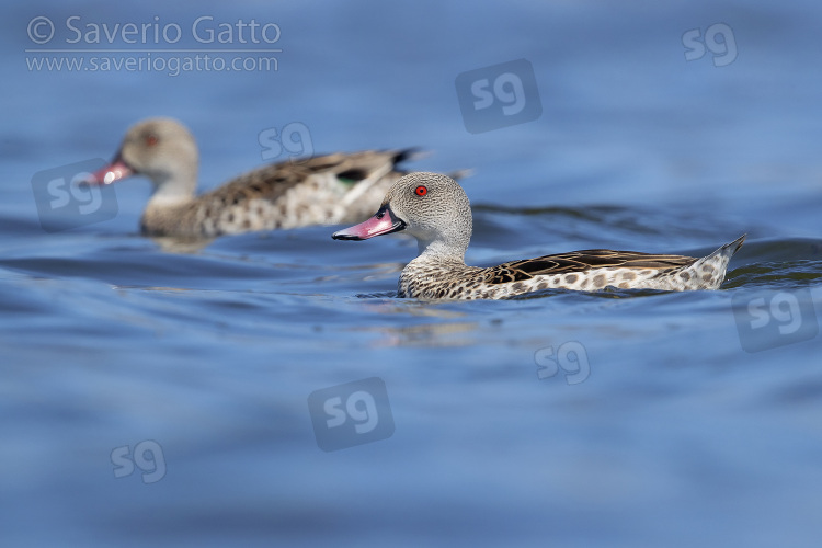 Cape Teal, side view of an adult male swimming in the water