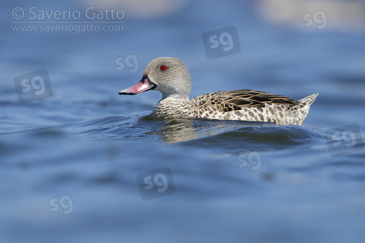 Cape Teal