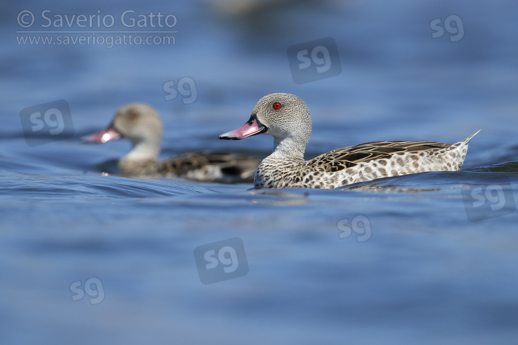 Cape Teal, side view of an adult male swimming in the water