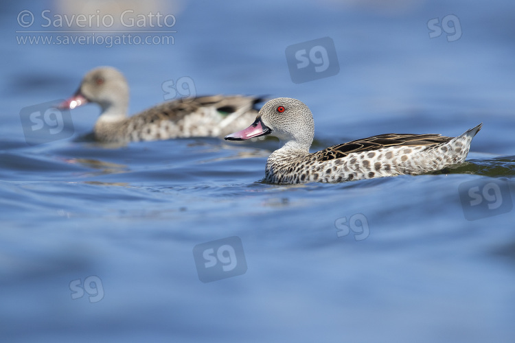 Cape Teal, side view of an adult male swimming in the water